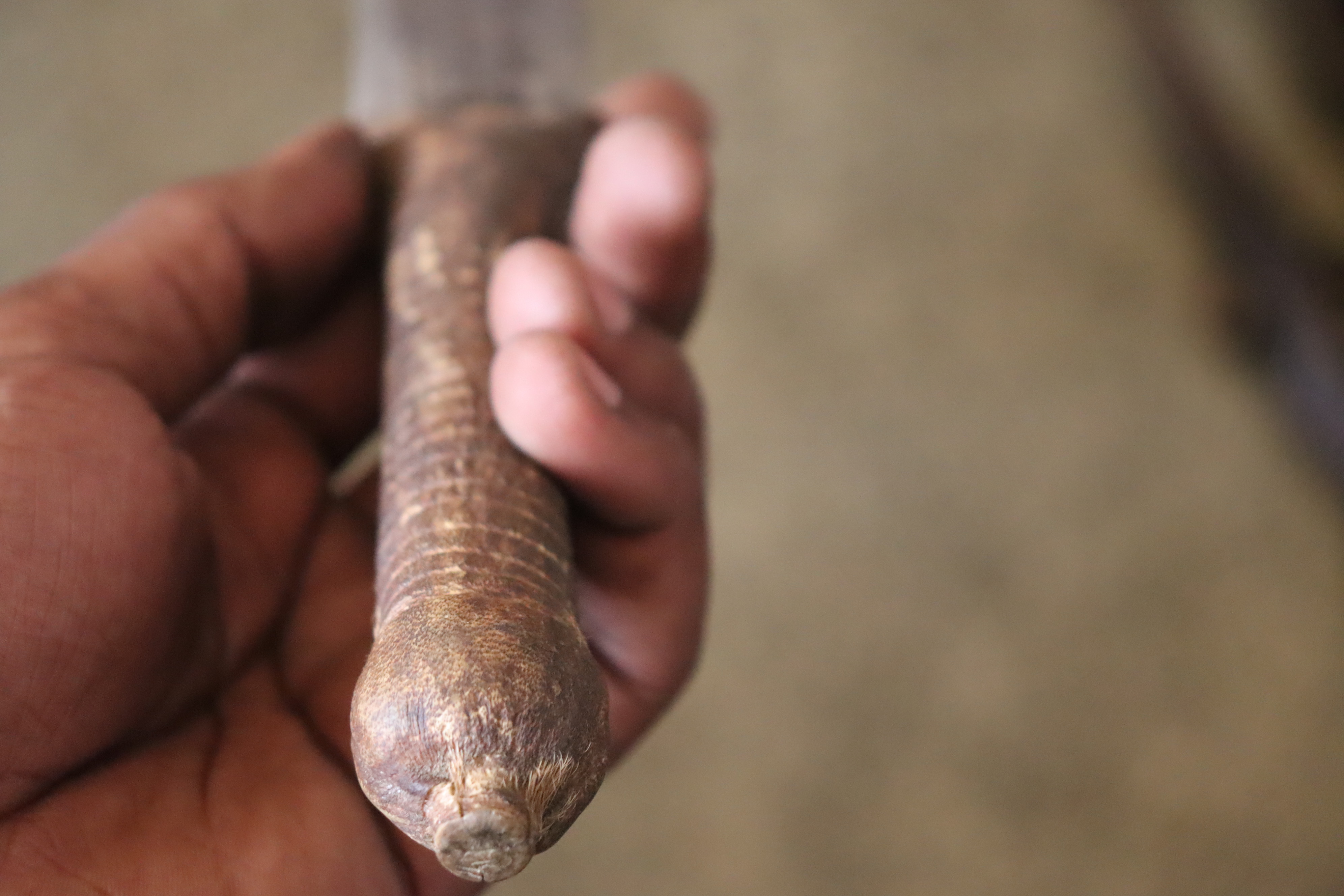 Timeless Maasai warrior machete